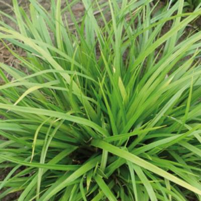 CAREX MORROWII