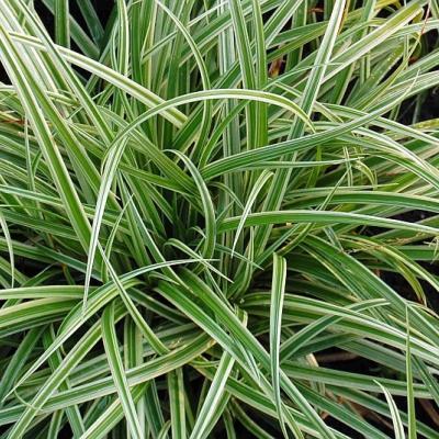 CAREX MOR. SILVER SCEPTER