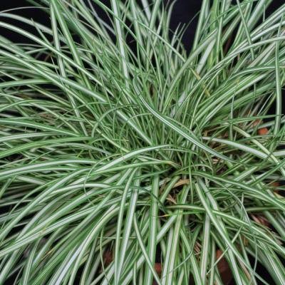 CAREX ORNITHO. VARIEGATA