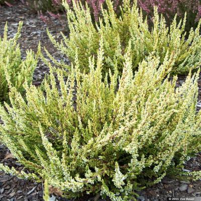 CALLUNA SANDY ®