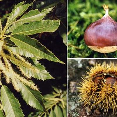 CASTANEA SATIVA