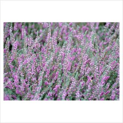 CALLUNA SILVER QUEEN