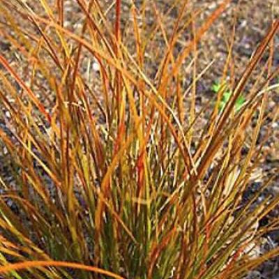 CAREX TEST. PRAIRIE FIRE