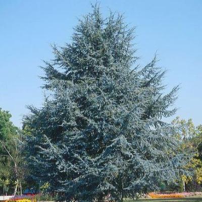 CEDRUS ATLANTICA GLAUCA