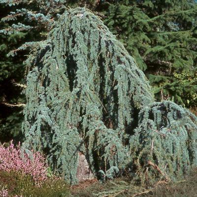 CEDRUS ATL. GLAUCA PENDULA