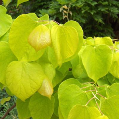 CERCIS CAN. HEARTS OF GOLD