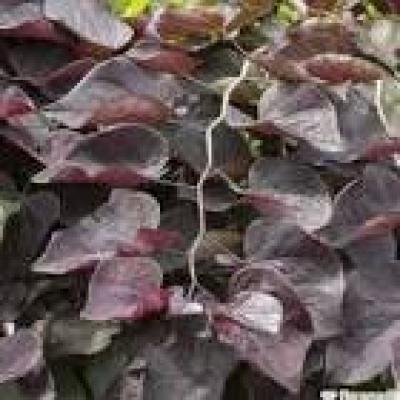 CERCIS CANADENSIS RUBY FALLS