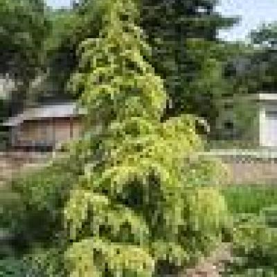 CEDRUS DEODARA AUREA