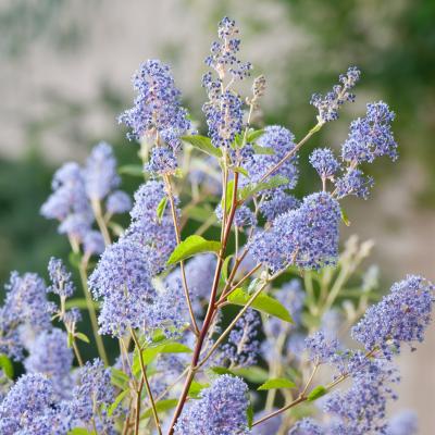 CEANOTHUS D. GLOIRE.DE VERSAILLES