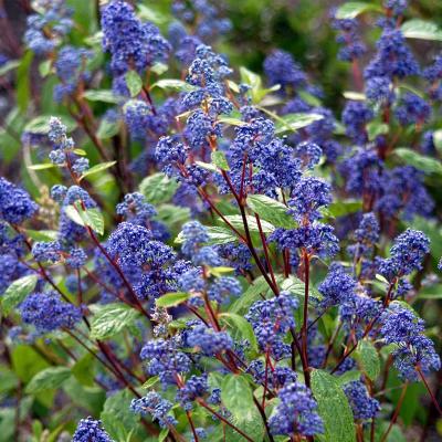 CEANOTHUS D. HENRI  DEFOSSE