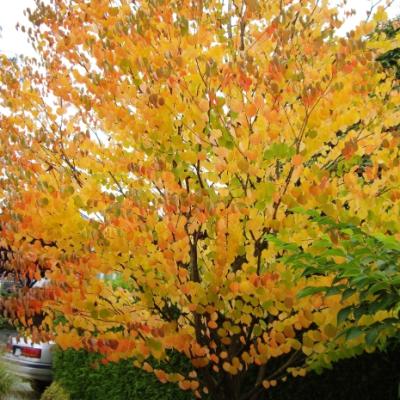 CERCIDIPHYLLUM JAPONICUM