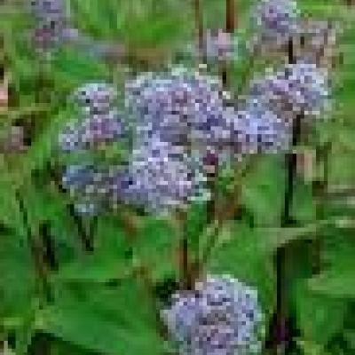 CEANOTHUS PAL. MARIE BLUE