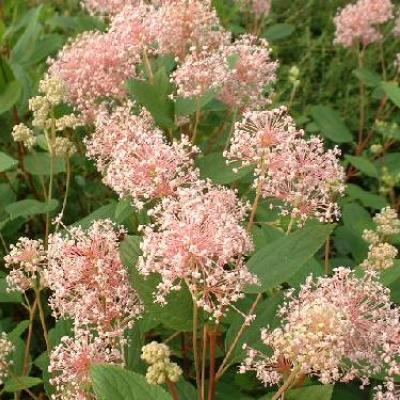 CEANOTHUS PAL. MARIE SIMON