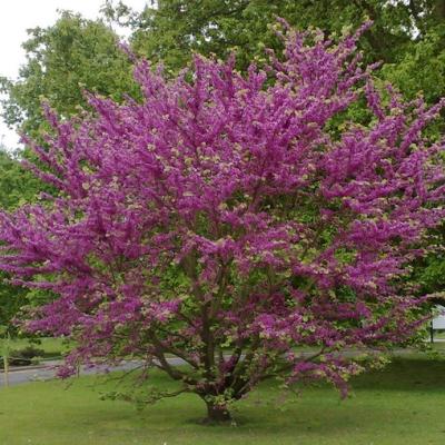 CERCIS SILIQUASTRUM