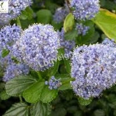 CEANOTHUS THYRS. REPENS