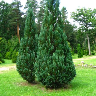 CHAMAECYPARIS LAWSONIANA