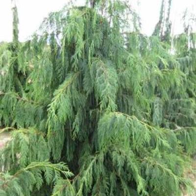 CHAMAECYPARIS NOOTK. PENDULA