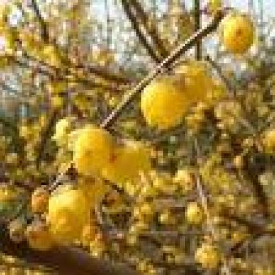 CHIMONANTHUS PRAECOX (FRAGRANS)