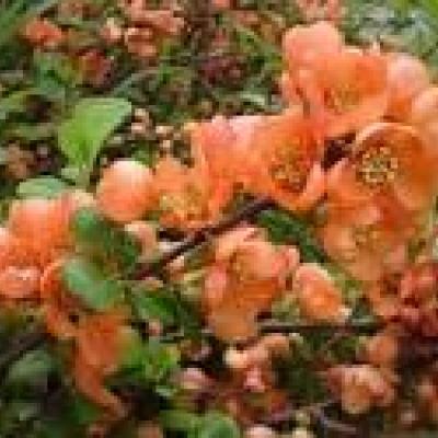 CHAENOMELES S. ORANGE STORM ®
