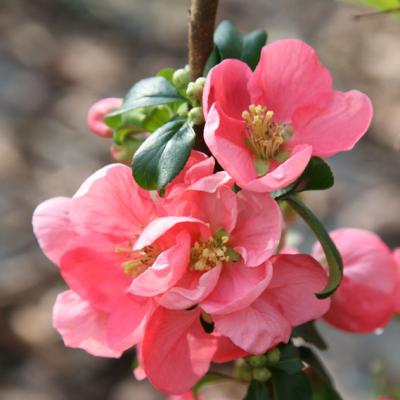 CHAENOMELES SUP. PINK LADY