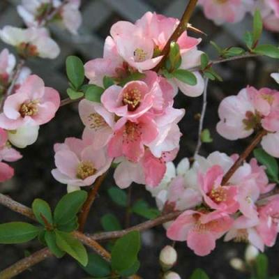 CHAENOMELES SP. TOKYO NISHIKI