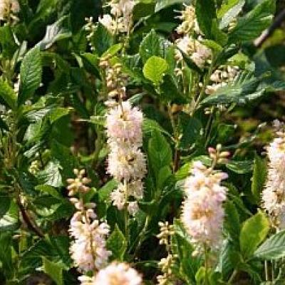 CLETHRA ALNI. PINK SPIRE