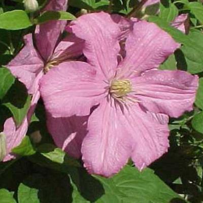 CLEMATIS COMTESSE DE BOUCHAUD