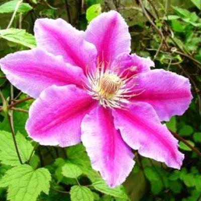 CLEMATIS DOCTEUR RUPPEL