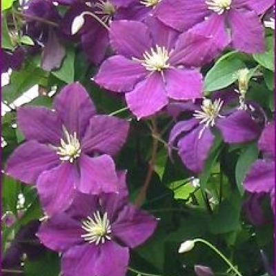 CLEMATIS JACKMANII