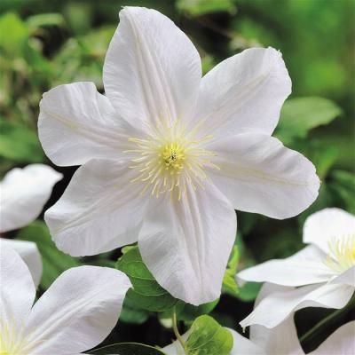 CLEMATIS MADAME LE COULTRE