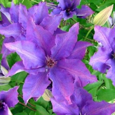 CLEMATIS THE PRESIDENT