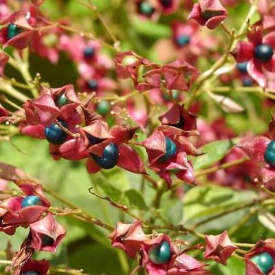 CLERODENDRUM TRICHOTOMUM