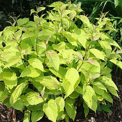 CORNUS ALBA AUREA