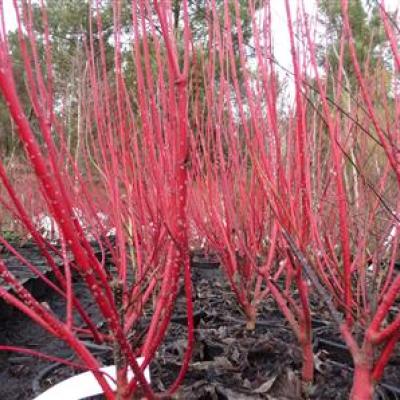 CORNUS A. BATON ROUGE®