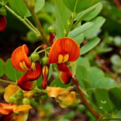 COLUTEA ARB. COPPER BEAUTY