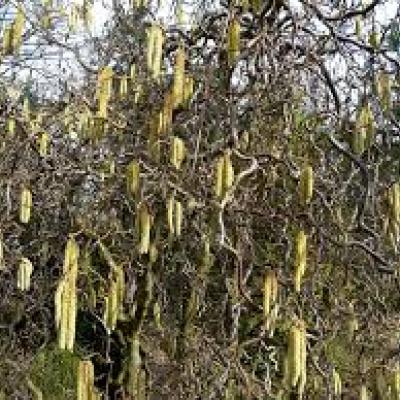 CORYLUS AVELLANA CONTORTA