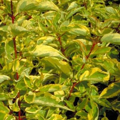 CORNUS ALBA GOUCHAULTII