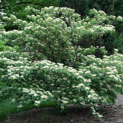 CORNUS ALTERNIFOLIA