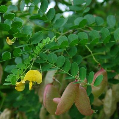 COLUTEA ARBORESCENS