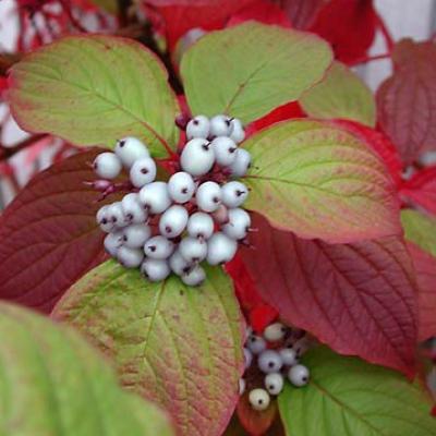 CORNUS ALBA SIBIRICA