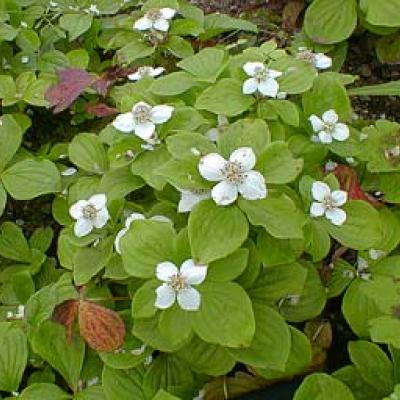 CORNUS CANADENSIS