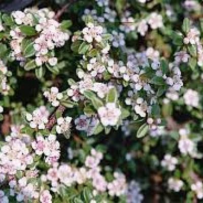 COTONEASTER CORAL BEAUTY