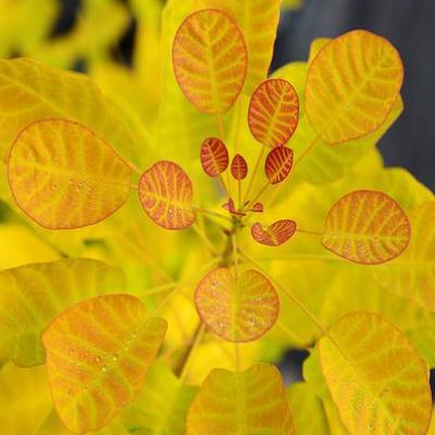 COTINUS COG. GOLDEN LADY ®