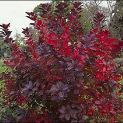 COTINUS COG. GRACE