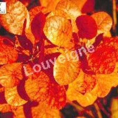 COTINUS COGG. ROYAL PURPLE