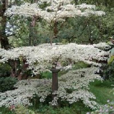 CORNUS CONT. VARIEGATA