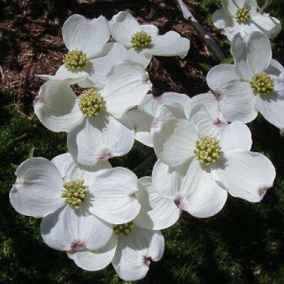 CORNUS FLORIDA