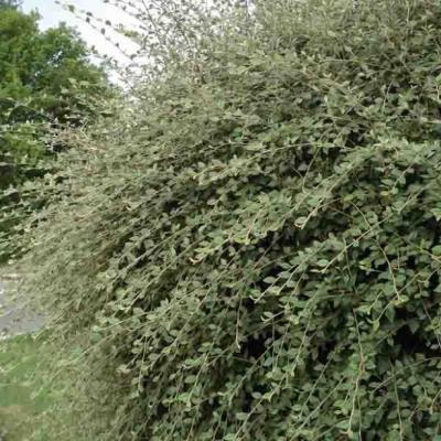 COTONEASTER FRANCHETII