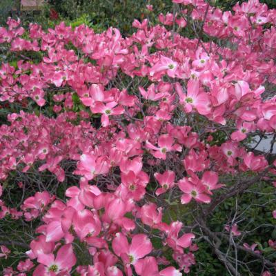 CORNUS FLORIDA RUBRA