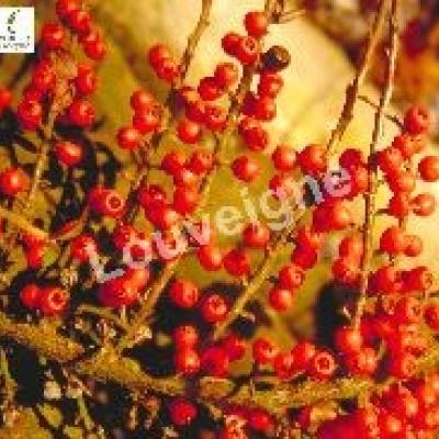 COTONEASTER HORIZONTALIS